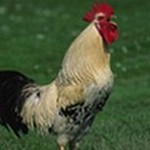 Gallo 04 | Descargar ringtone